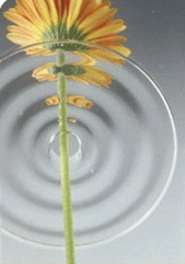 flower-vase-ripple.gif
